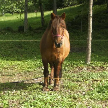 Vakantiehuis Roulotte Cosy Avec Kitchenette, Ruisseau Apaisant Et Espace Bien-etre, Nuit Insolite A - Fr-1-589-444 Ferdrupt