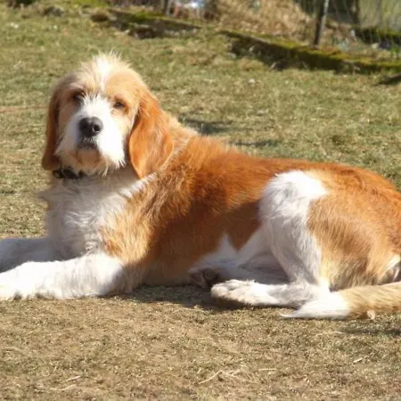 Roulotte Cosy Avec Kitchenette, Ruisseau Apaisant Et Espace Bien-etre, Nuit Insolite A - Fr-1-589-444 Vakantiehuis Ferdrupt