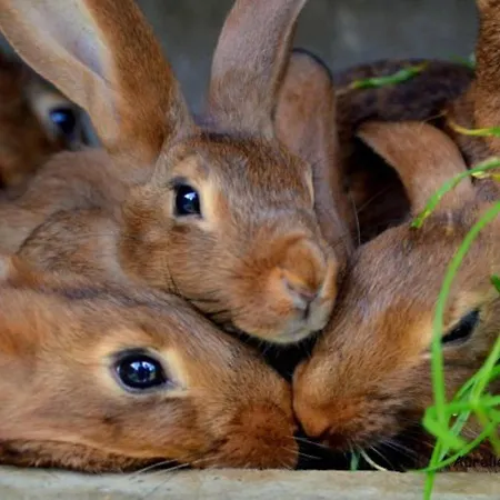 Σπίτι διακοπών Roulotte Cosy Avec Kitchenette, Ruisseau Apaisant Et Espace Bien-etre, Nuit Insolite A - Fr-1-589-444